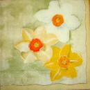 004 Daffodils,  Hyacinths,  Maiglöckchen, Crocus - blue